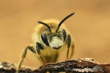 Closeup on a male Buff-tailed mining bee, Andrena humilis with it's typical white clypeus