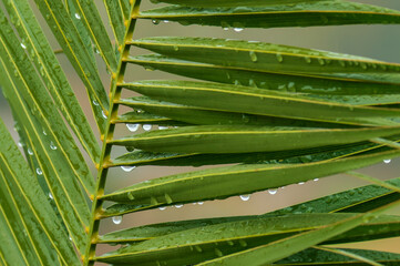 Zoom into nature's beauty in this close-up photo: a palm leaf with raindrops. The lush green leaves sparkle after rain, captured up close with macro photography.