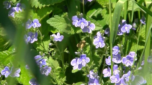 Blue field flowers Bird's-eye speedwell, Cat's eyes, Veronica chamaedrys between growing grass and nettles on sunny spring day - with zoom out. Topics: blooming, beauty of nature, natural environment