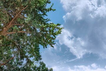 Obraz premium branches of a coniferous tree against a blue sky with clouds