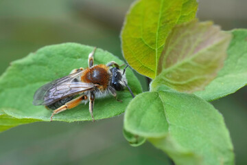 Closeup on a female red-tailed mining bee, Andrena haemorrhoa resting on a green leaf in the garden