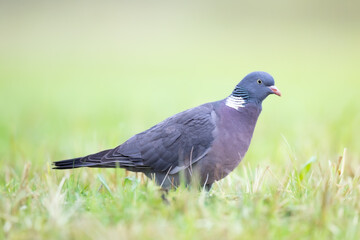 Bird Wood pigeon Columba palumbus, spring time close up, Poland Europe