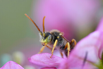 Colorful closeup on a male Lathbury's Nomada solitary bee, Nomada lathburiana on a pink flower