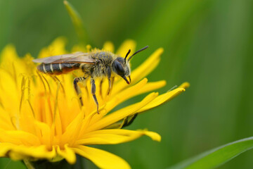 Closeup on a female red-bellied miner, Andrena ventralis on a yellow dandelion flower