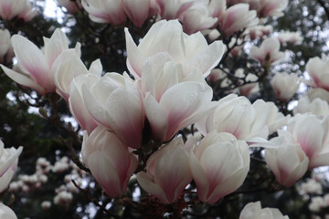 Magnolia Sulange flowers with raindrops on the petals, close-up