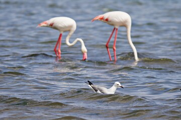 Flamingos im Wasser