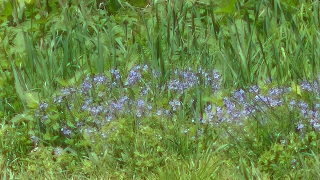 Blue field flowers Bird's-eye speedwell, Cat's eyes, Veronica chamaedrys growing in between fields on sunny spring day with hot air - with zoom out. Topics: blooming, beauty of nature, farmlands