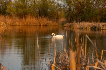 White Swan Vacaresti Natural Park Bucharest Danube