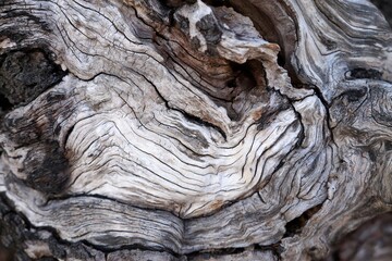 Wood Texture