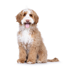 Cute tuxedo young Labradoodle dog, sitting up facing front. Tongue out panting. Looking straight to camera. Isolated on a white background.