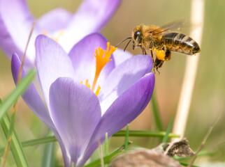 Fliegende Biene über einer Blüte