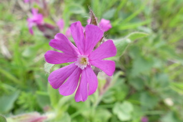 Rote Lichtnelke im Fehlatal