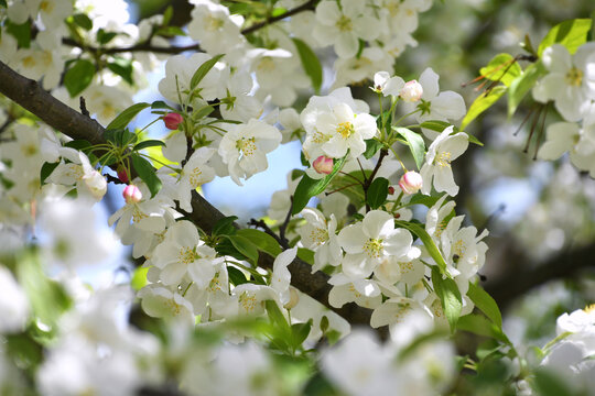 Pink and white blooms of a crabapple tree against a blue sky in spring. Flowering trees