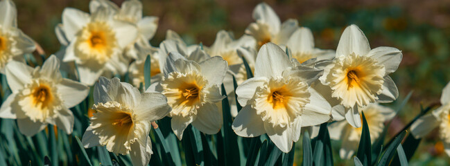 Blooming white daffodils in the garden. - 781552286