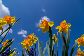 Blooming yellow daffodils in the garden. - 781552400
