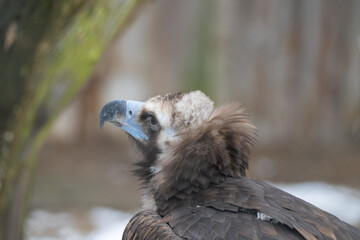 Tallinn Estonia - April 06 2024: Head portrait of a Cinereous Vulture (also Eurasian black vulture, monk vulture, Latin: Aegypius monachus). Gorgeous predator bird with sharp peak.