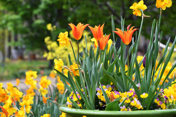 Orange tulips in a container with yellow daffodils and purple violas 