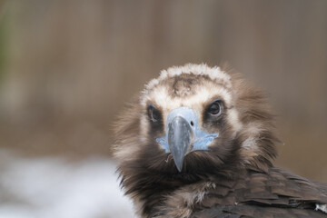 Tallinn Estonia - April 06 2024: Head portrait of a Cinereous Vulture (also Eurasian black vulture,...