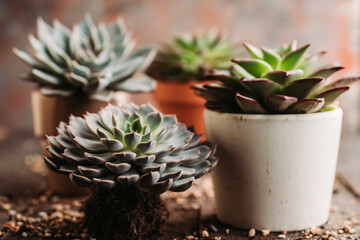 Succulent plants on the rustic background. Selective focus. Shallow depth of field.