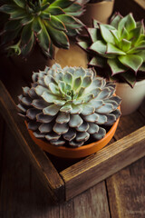 Succulent plants on the rustic background. Selective focus. Shallow depth of field.