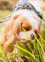 perro comiendo hierba