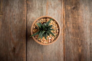 Small succulent plant on the rustic background. Selective focus. Shallow depth of field.