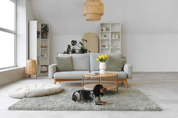 Stylish interior of large living room with comfortable sofa, grey carpet and dog