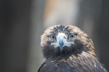 Tallinn Estonia - April 06 2024: Head portrait of an eastern imperial eagle (Aquila heliaca). Gorgeous predator bird with sharp peak.