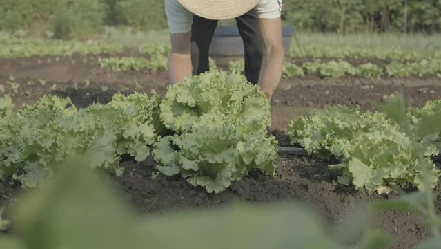 Agricultor recolhendo alface na horta