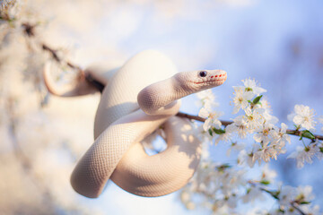 Ball python with spring flowers
