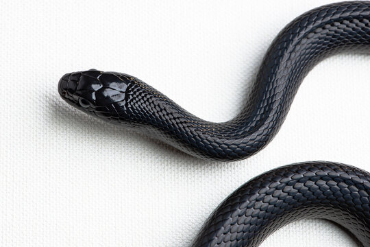 Mexican black kingnake