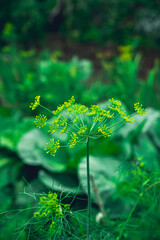 Blooming dill on the farm field. Selective focus.