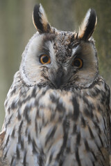 Tallinn Estonia - April 06 2024: Head portrait of the long-eared owl (Latin: Asio otus), also known as the northern long-eared owl. Silent nocturnal killer.