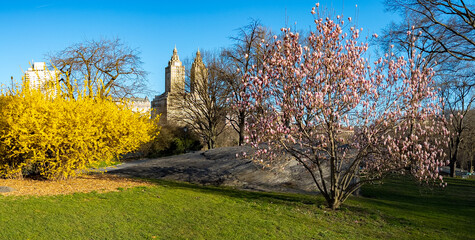 Central Park in spring - 781557443