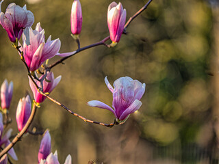 Magnolia tree in bloom in early spring - 781557635