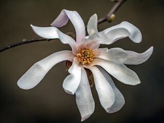 Magnolia tree in bloom in early spring - 781557823