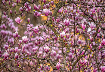 Magnolia tree in bloom in early spring - 781557825