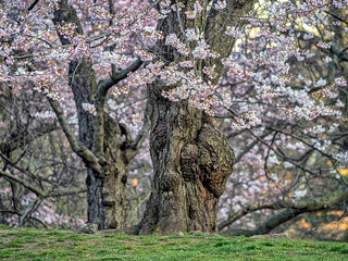 Central Park in spring - 781557872