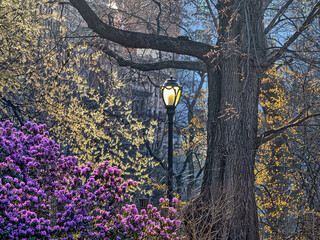 Central Park in spring - 781558208