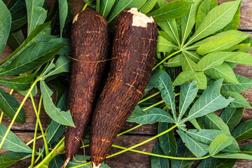 Cassava root and green leaves of the plant on a wooden table in Brazil - obrazy, fototapety, plakaty