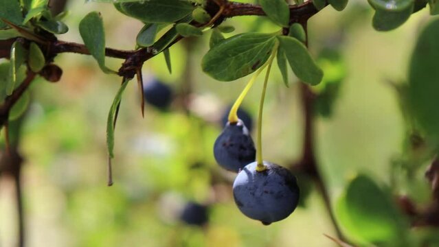 Frutos de Calafate (Berberis microphylla) 