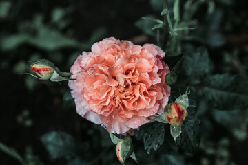 Beautiful pink rose blooming in the garden. Selective focus. Shallow depth of field.