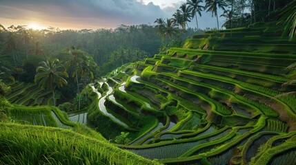 lush green rice fields, gently swaying in the breeze, under a clear blue sky dotted with fluffy white clouds.