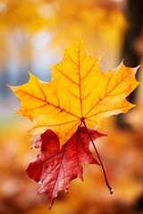 Naklejka na ściany i meble Two colorful maple leaves falling in autumn