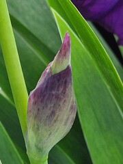 Lila Blütenknospen. Iris-Makrofotografie. Natürlich. Ökologie. Biologie. Floristik. Tautropfen. Regentropfen. Draußen. Frühlingsszene. Helle Farbe. Grün und Lila. Blütenblätter und Blätter.