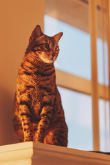domestic bengal cat sitting on window, surprised look close up. Brown bengal cat enjoy the warm...