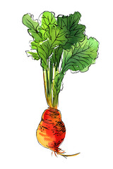 Vegetables food illustrations. Watercolor and ink sketches.  Beetroot with tops - 781563422