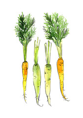 Vegetables food illustrations. Watercolor and ink sketches. Carrots with tops