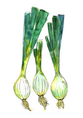 Vegetables food illustrations. Watercolor and ink sketches. Onion