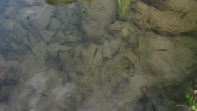 a flock of fish swims in the shallows in search of food